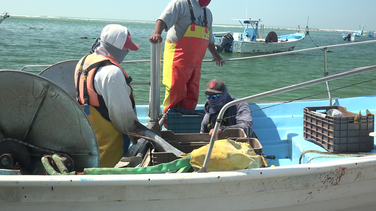 A crouching fisherman reaches near a large fish while another worker stands by the rail.