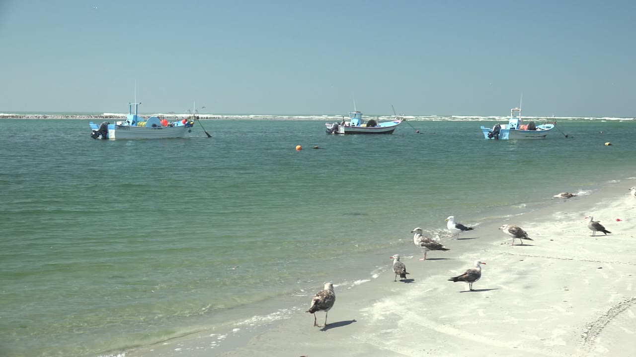 Birds spread along wet sand near anchored boats.