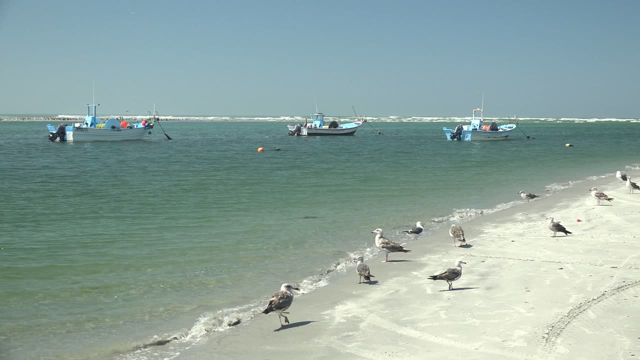 Seagulls stand at different distances across the pale sand in La Bocana, with a line of small boats and low surf behind them, with no visible people.