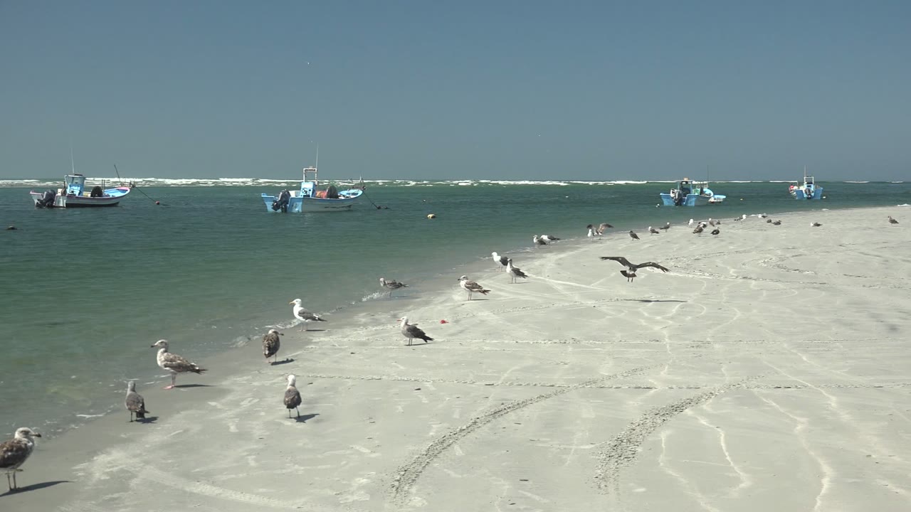 Seagulls stand across a pale sandy beach in La Bocana, Mexico, with green-blue water, anchored small boats, surf lines, clear sky, and no visible people.