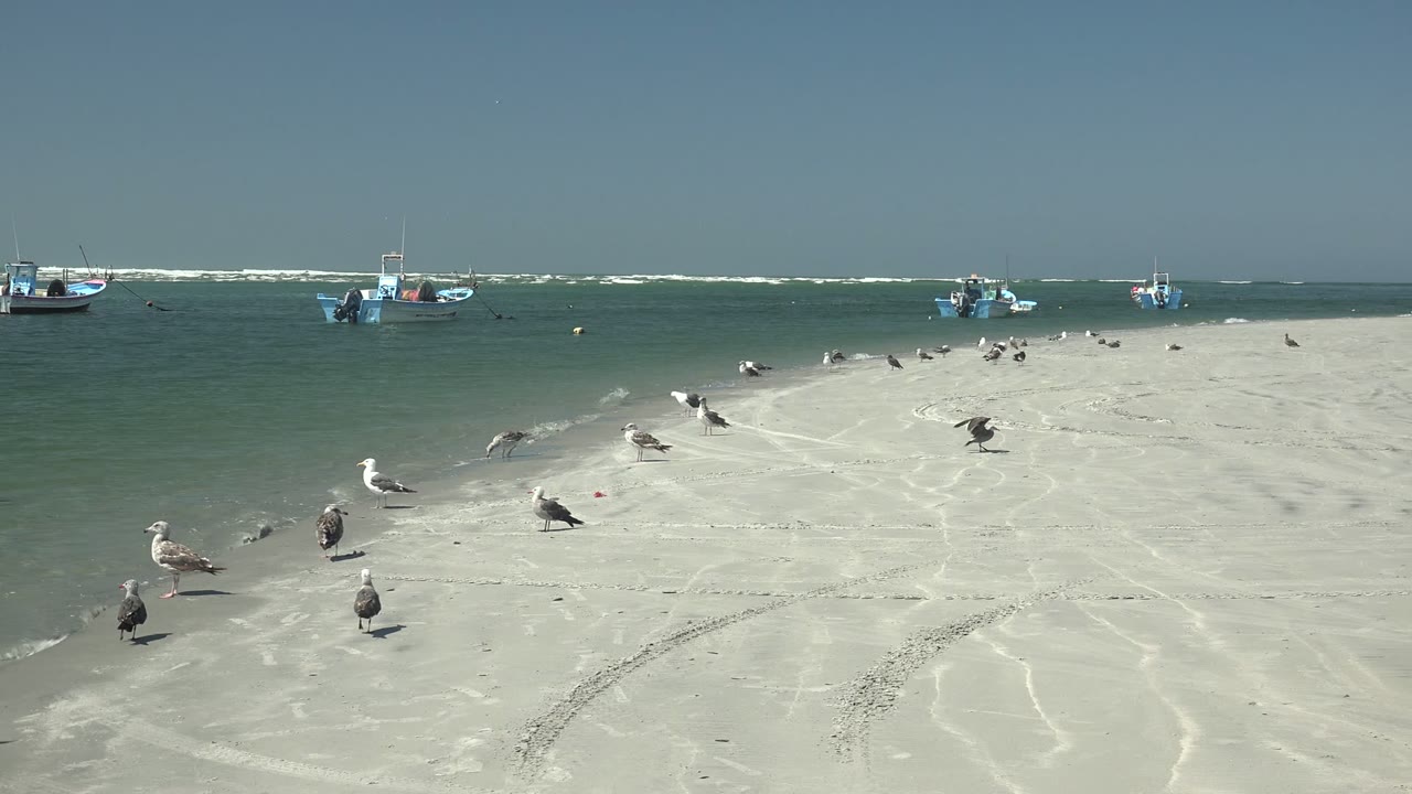 Seagulls spread across wet sand beside calm ocean water.
