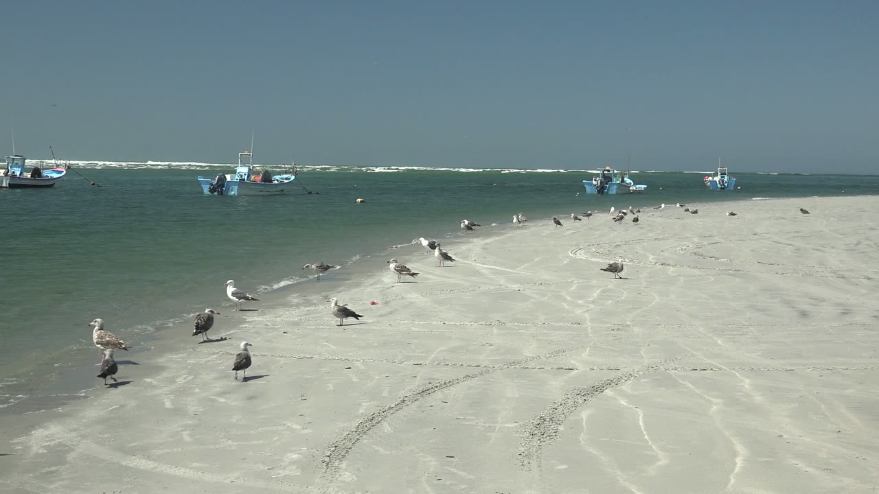 A line of seagulls occupies the La Bocana beach as anchored boats sit beyond the green water and white surf, with no visible people in this moment.