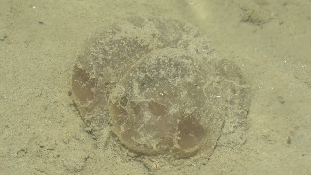 A brown translucent jellyfish rests on the sandy ocean floor in Guerrero Negro, Baja California Sur, with greenish water and no visible people.
