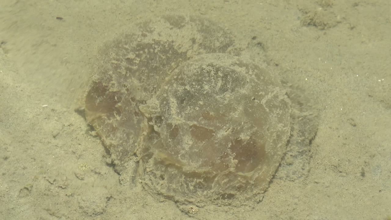 Jellyfish body spread against pale sand underwater