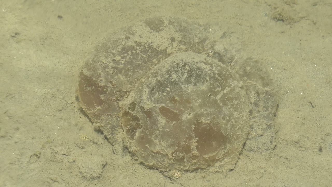 A translucent jellyfish sits slightly flattened on the sandy bottom in Guerrero Negro, Baja California Sur, with brown interior tones and no visible people.