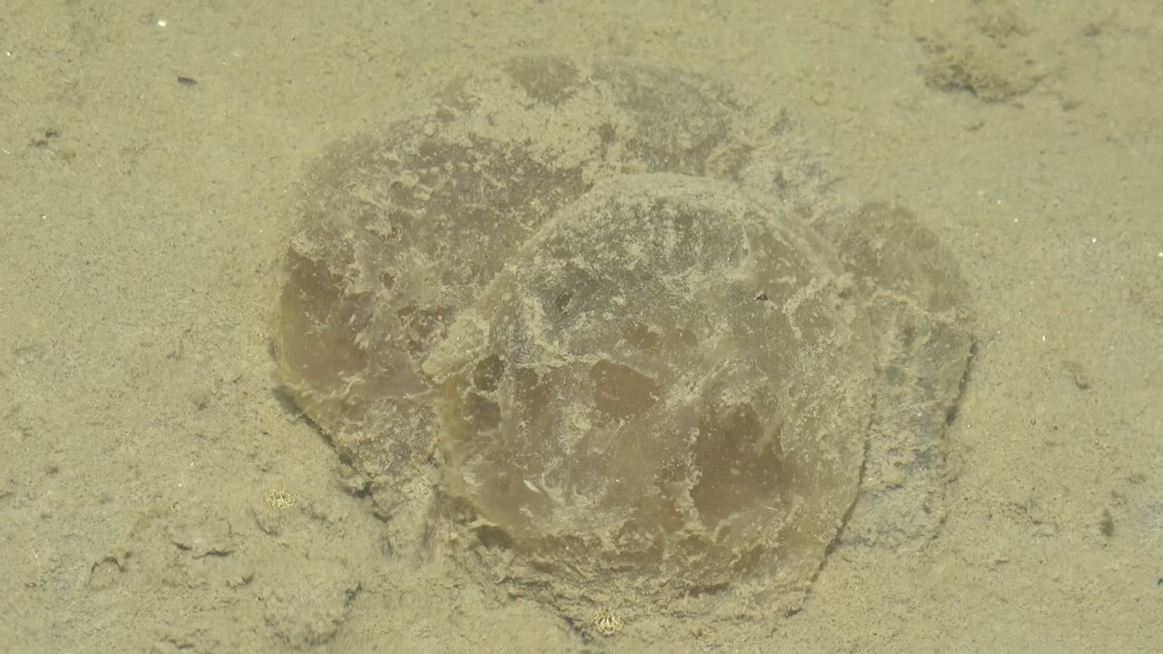 A translucent brown jellyfish rests on the sandy ocean floor in Guerrero Negro, Baja California Sur, with no visible people.