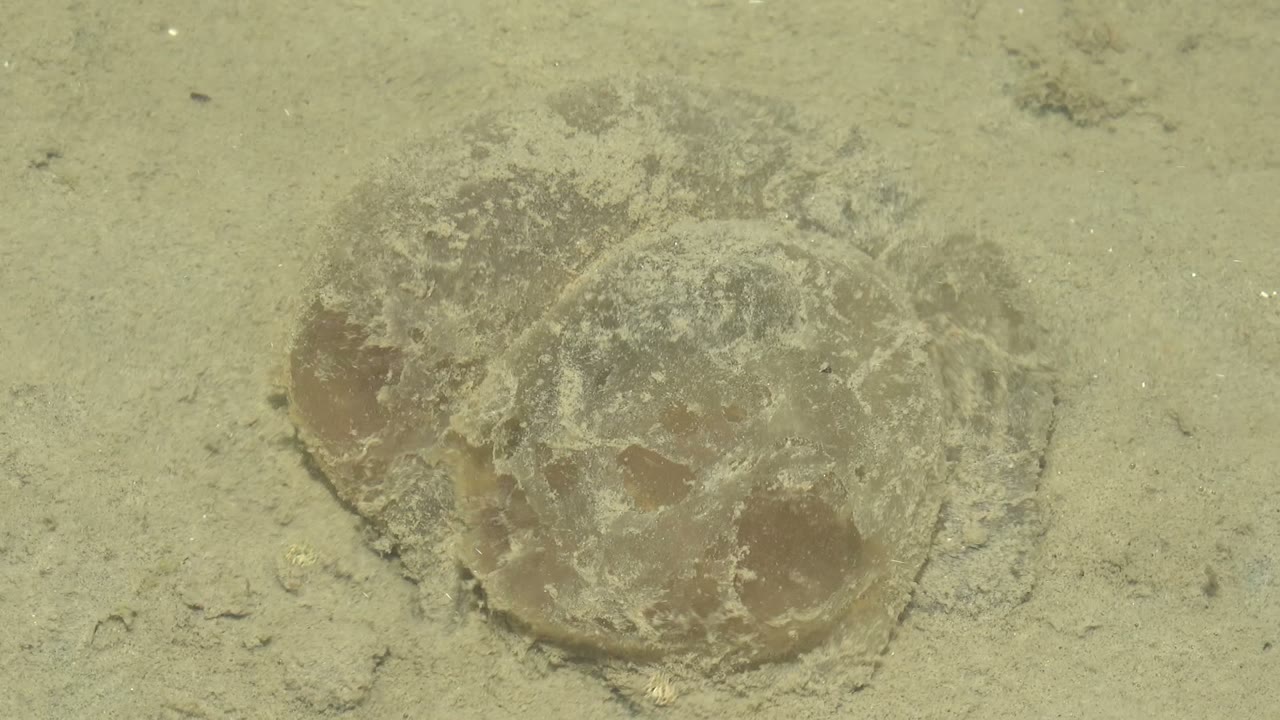 Close underwater view of jellyfish on sand