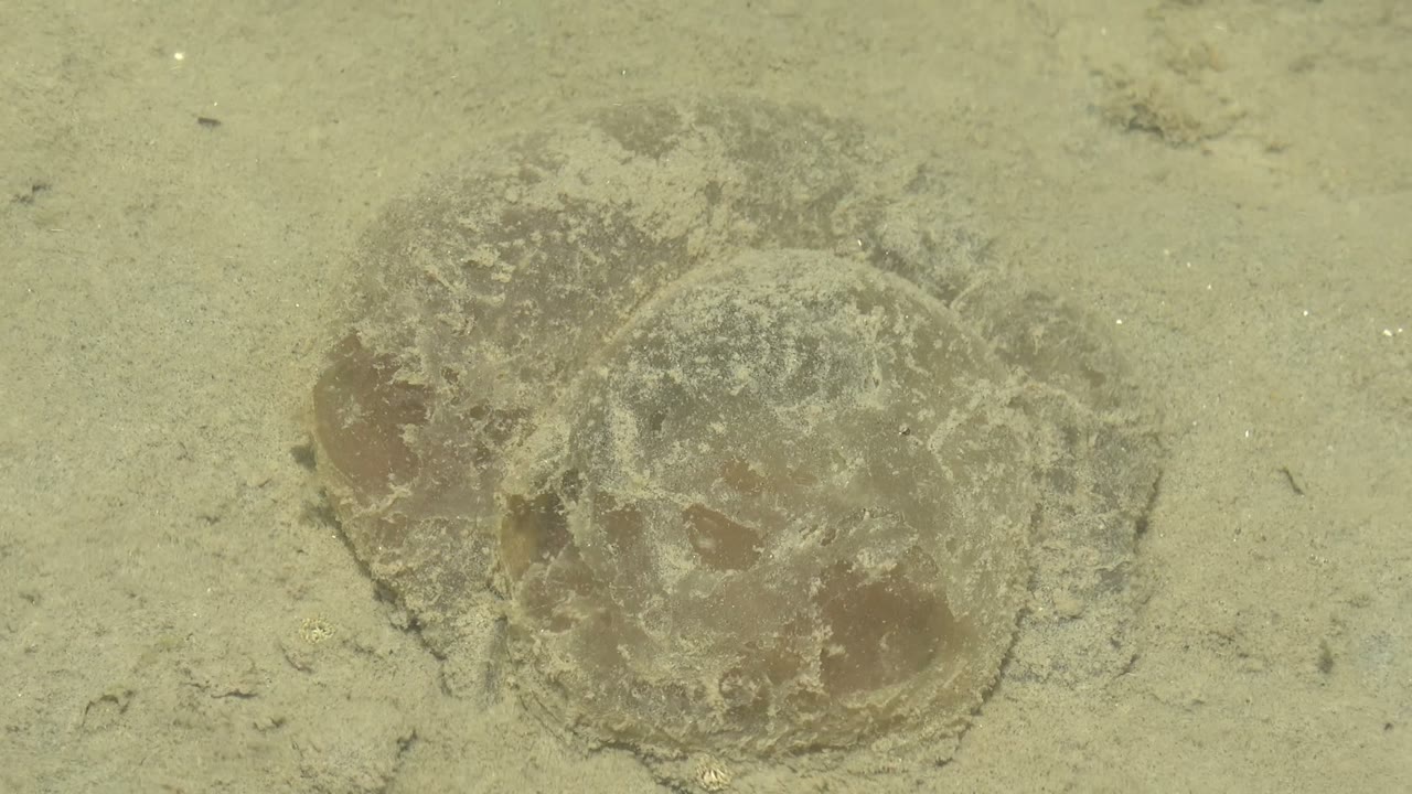 The jellyfish remains low on the pale seabed in Guerrero Negro, Baja California Sur, with its translucent body visible and no people present.