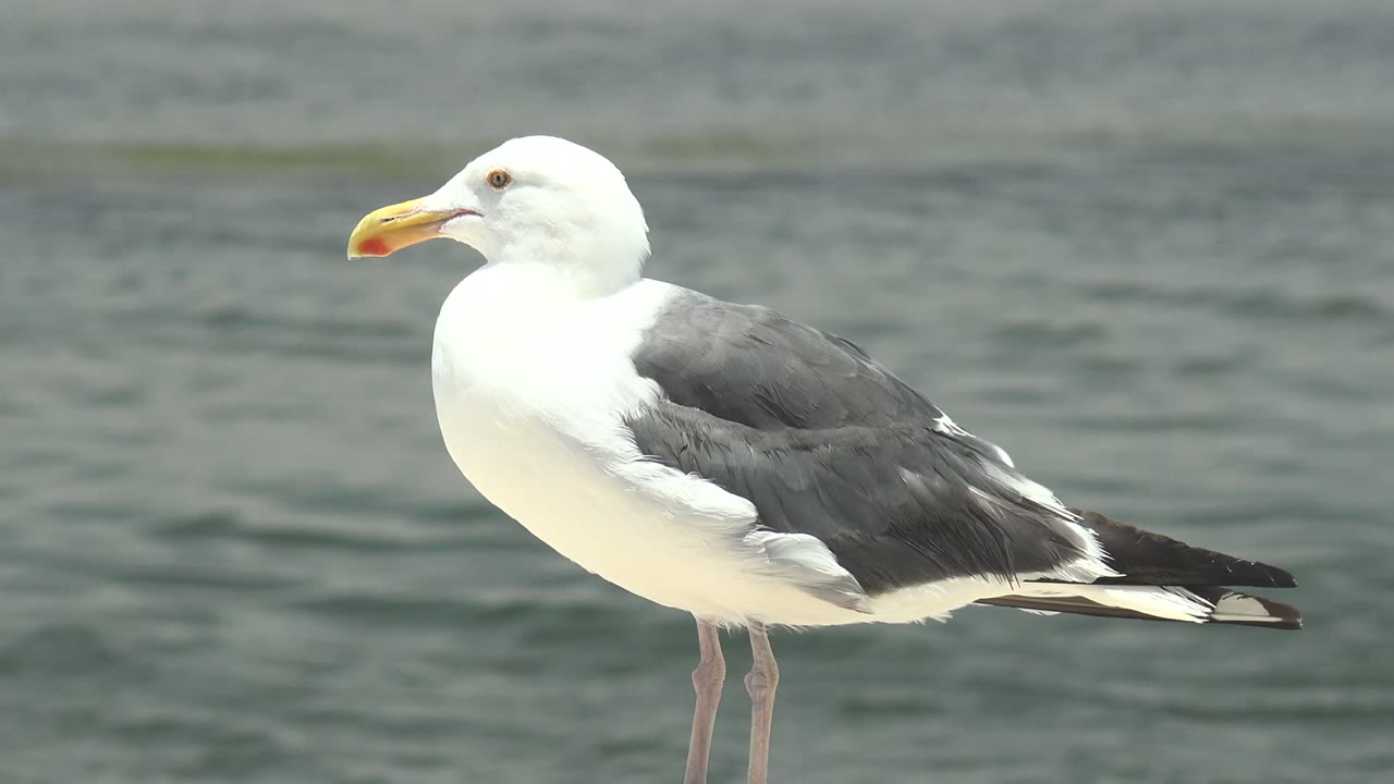 A white and gray seagull stands in left-facing profile beside rippled water in Guerrero Negro, Baja California Sur, with no visible people.