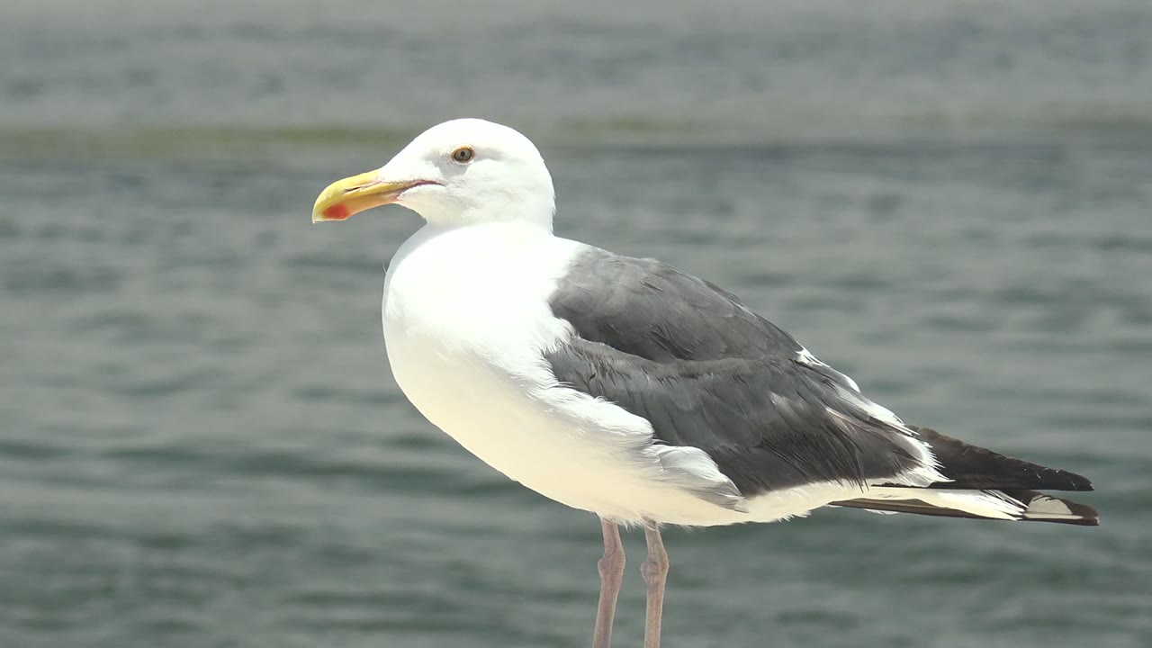 Seagull upright with calm water behind it.