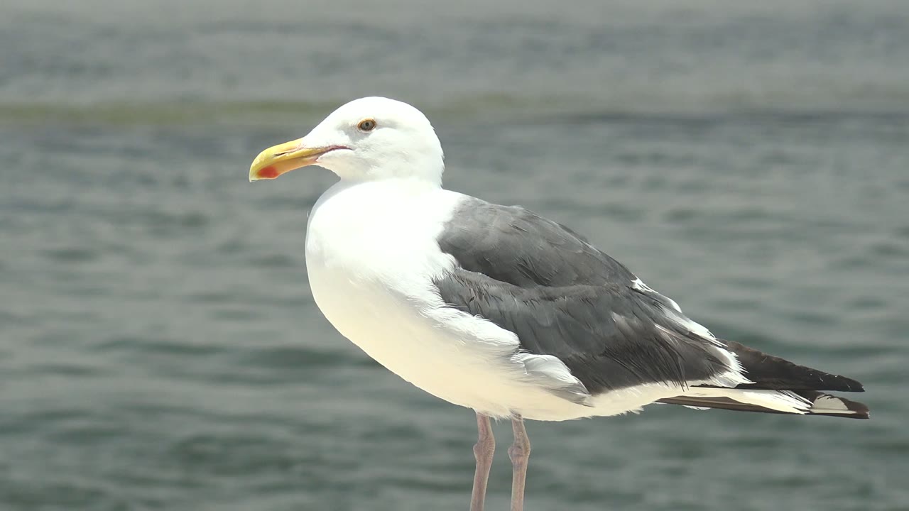 A seagull stands beside soft green-gray water in Guerrero Negro, Baja California Sur, with its head still mostly left-facing and no visible people.