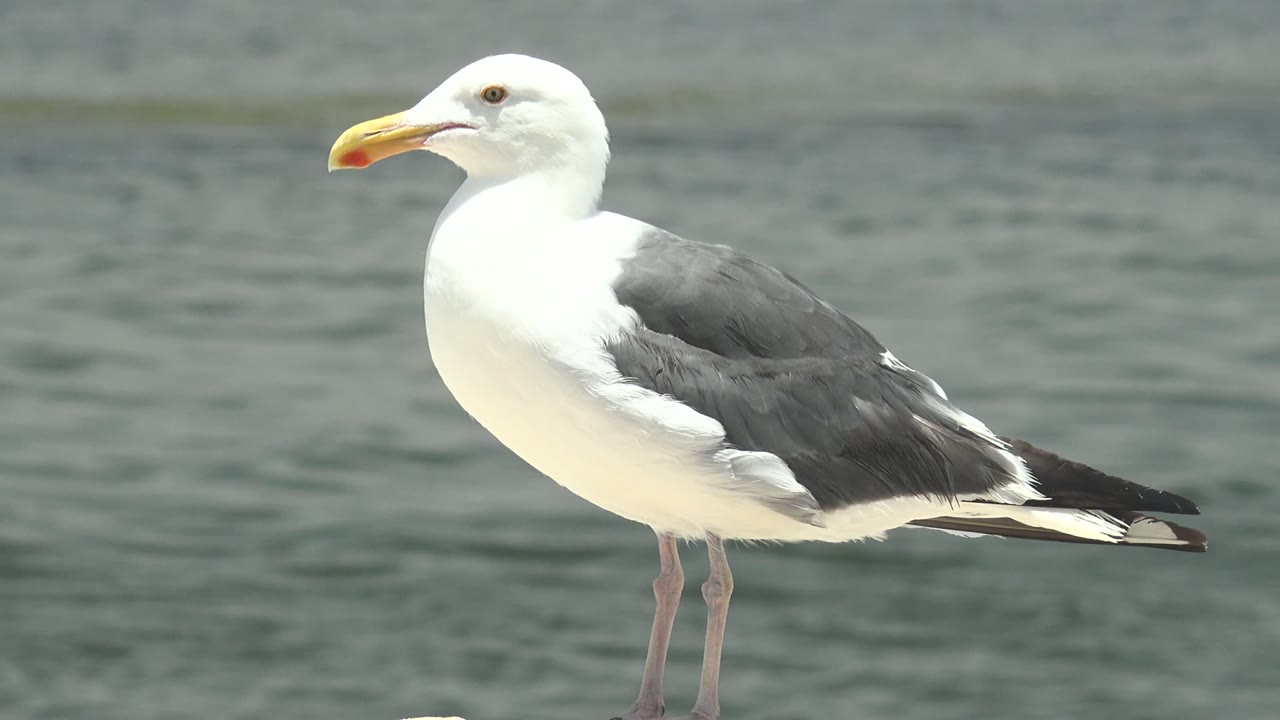 A white and gray seagull stands in left-facing side profile before calm water in Guerrero Negro, Mexico, with no visible people.