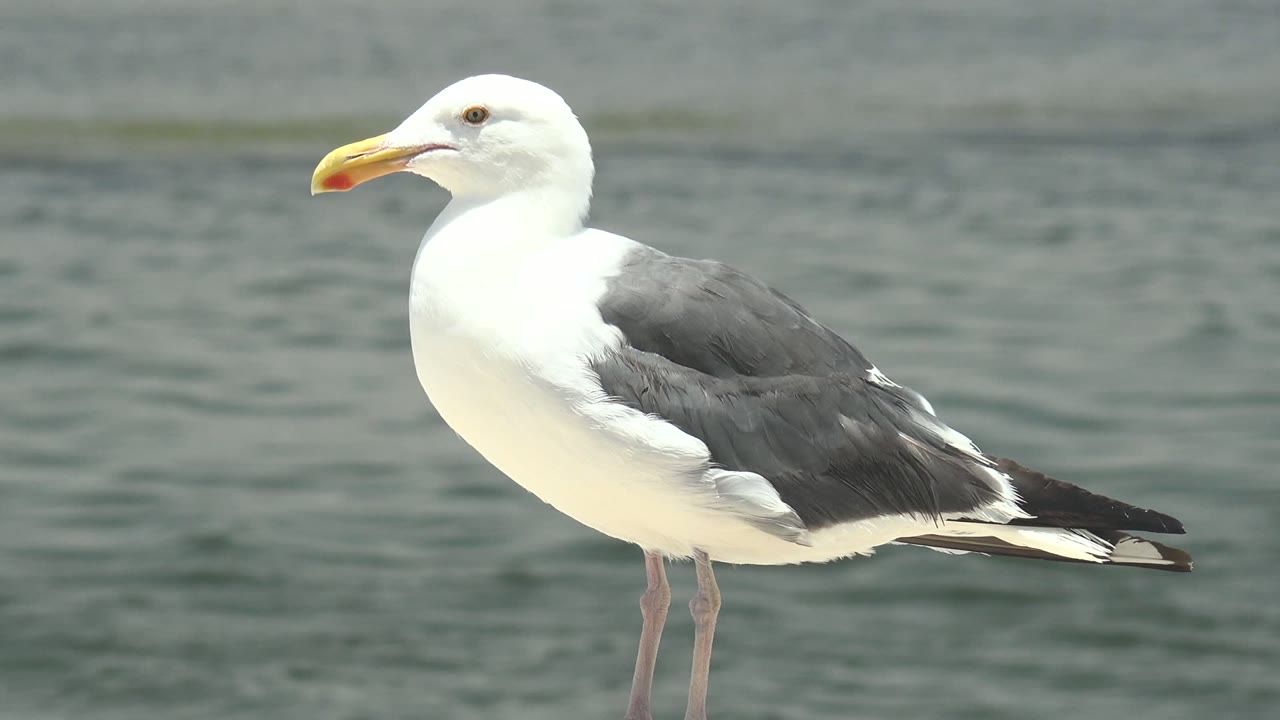 Seagull still in side profile with water behind it.