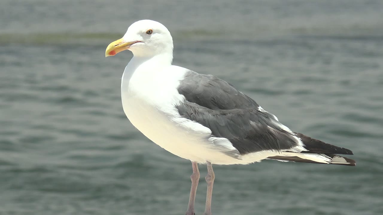 A side view of the standing seagull in Guerrero Negro, Mexico shows its white chest, dark gray wing, and yellow beak against still water, with no visible people.