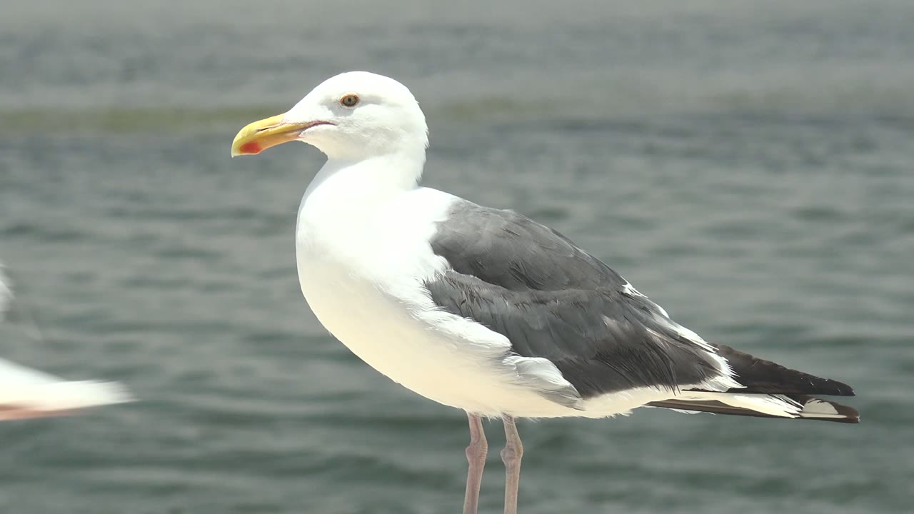 A seagull stands facing left beside muted water in Guerrero Negro, Baja California Sur, while another bird is partly visible entering from the left edge, with no visible people.