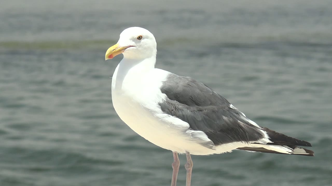 Seagull standing in profile against green-gray water.