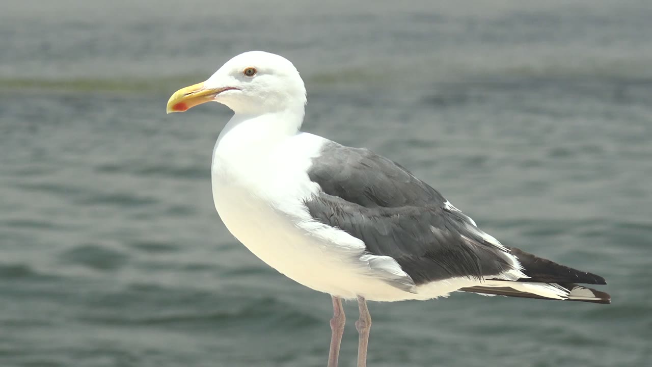 The seagull remains upright and facing left in Guerrero Negro, Baja California Sur, with small ripples visible in the water background and no visible people.