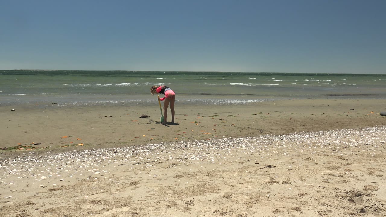 Person in a pink top and shorts bends over near the left side of a sandy San Carlos beach, with shell-covered foreground and shallow ocean behind them.
