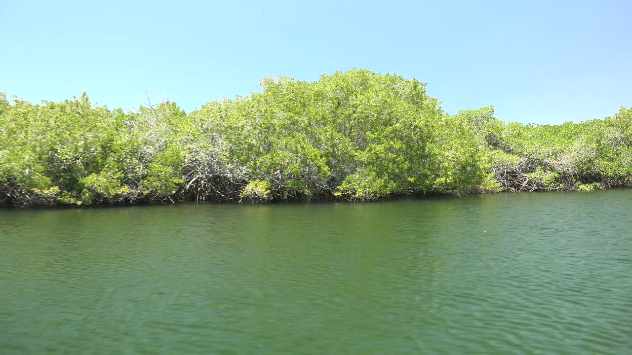 Wide water-level view of dense green mangroves along calm water in San Carlos, Baja California Sur, with clear blue sky and no visible people.