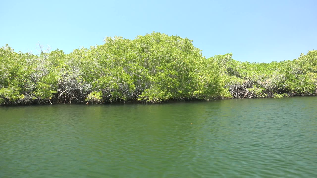 Dense mangroves and exposed branches along rippled water.