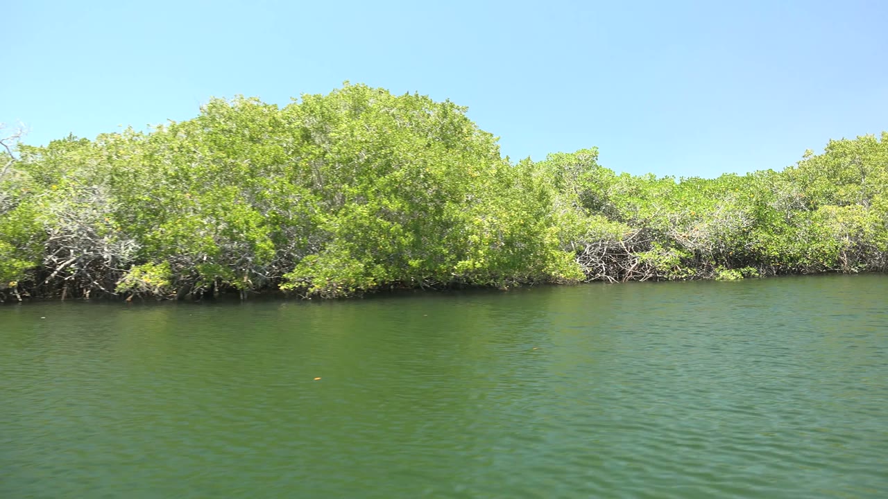A bright section of mangrove foliage lines the far bank in San Carlos, Baja California Sur, with lightly rippled green water and no visible people.
