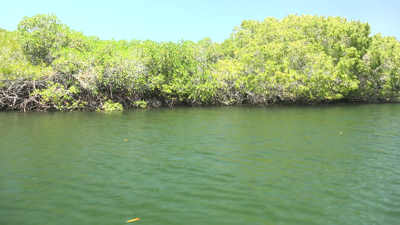 Bright daylight view of mangrove trees along calm green water in San Carlos, Baja California Sur, Mexico, with no visible people.