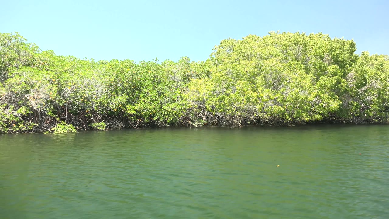 Dense mangrove shoreline with rippled water in front.