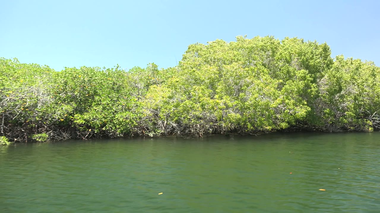 Sunlit mangrove branches and leaves run across the far bank above dark green water in San Carlos, Baja California Sur, Mexico, with no visible people.