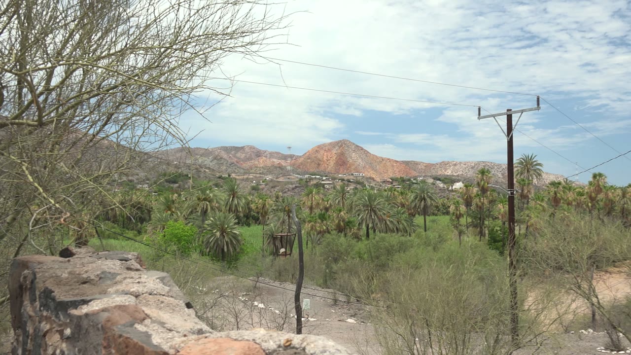 Palm-filled desert valley with foreground branches and mountains under clouds.