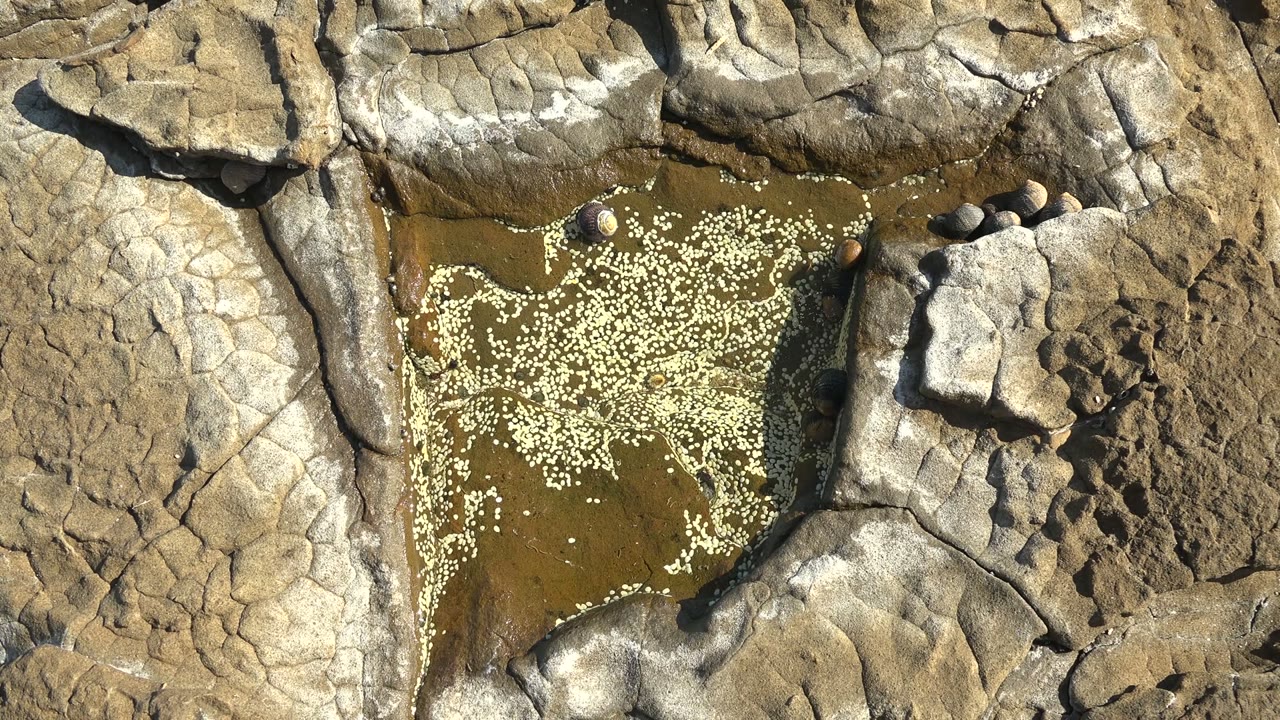 Overhead view of a small rocky tide pool in La Bocana, Baja California Sur with white floating particles spread across brown-green water and no visible people.