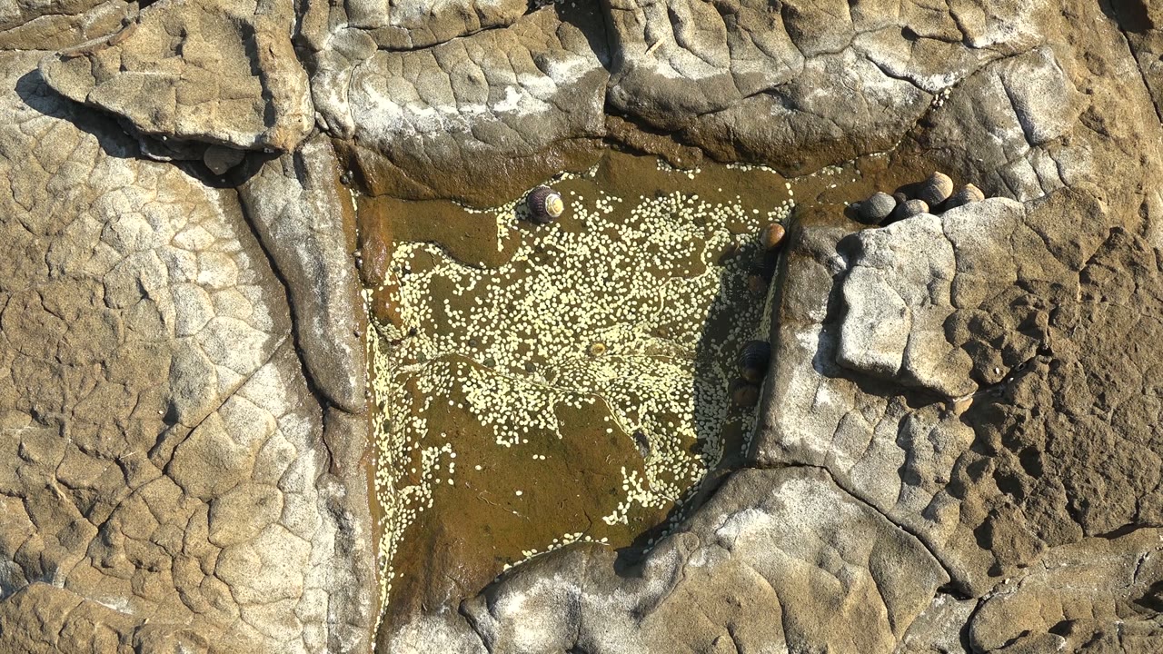 Rocky tide pool with floating white particles and sunlit stone edges.