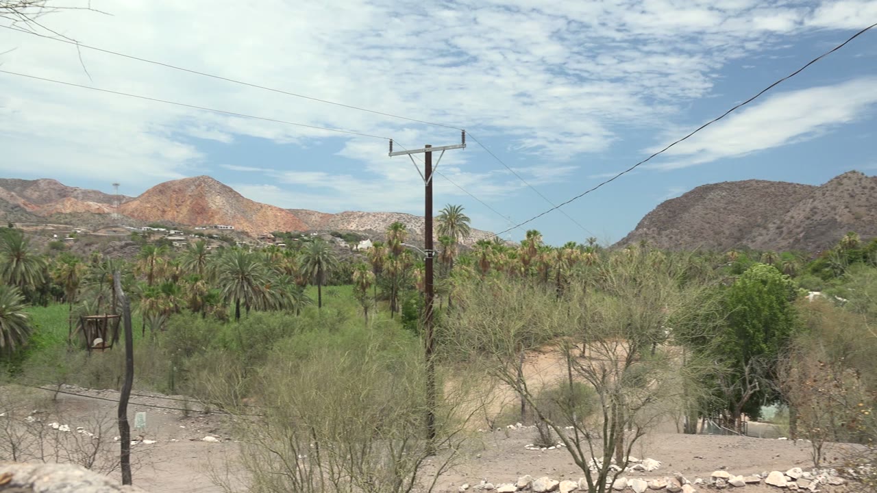 Mulege desert landscape with the telephone pole near the center, power lines crossing the sky, palms in the midground, dry foreground trees, mountains, and no visible people.