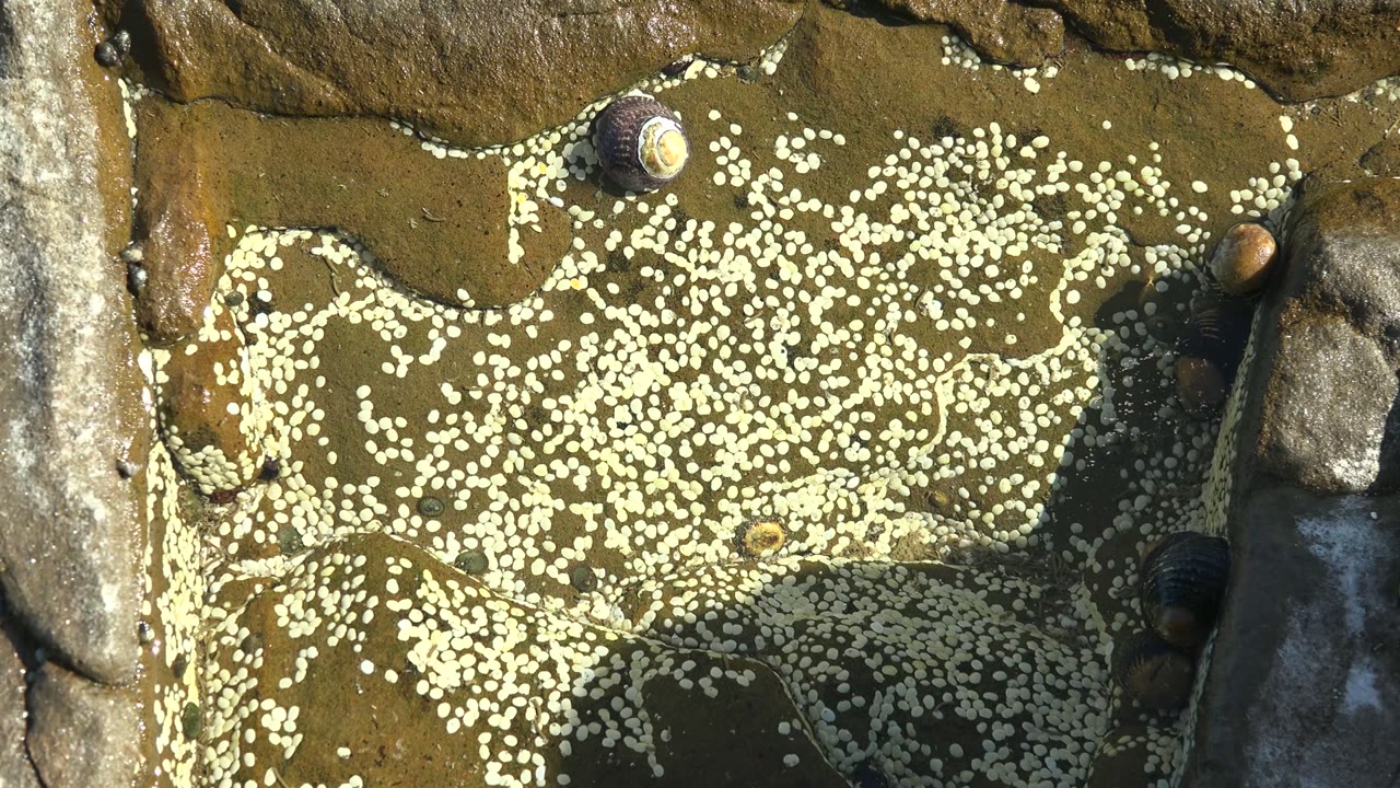 Wide overhead view of wet rock in La Bocana, Baja California Sur, covered with white barnacles and a few dark snails, with no visible people.