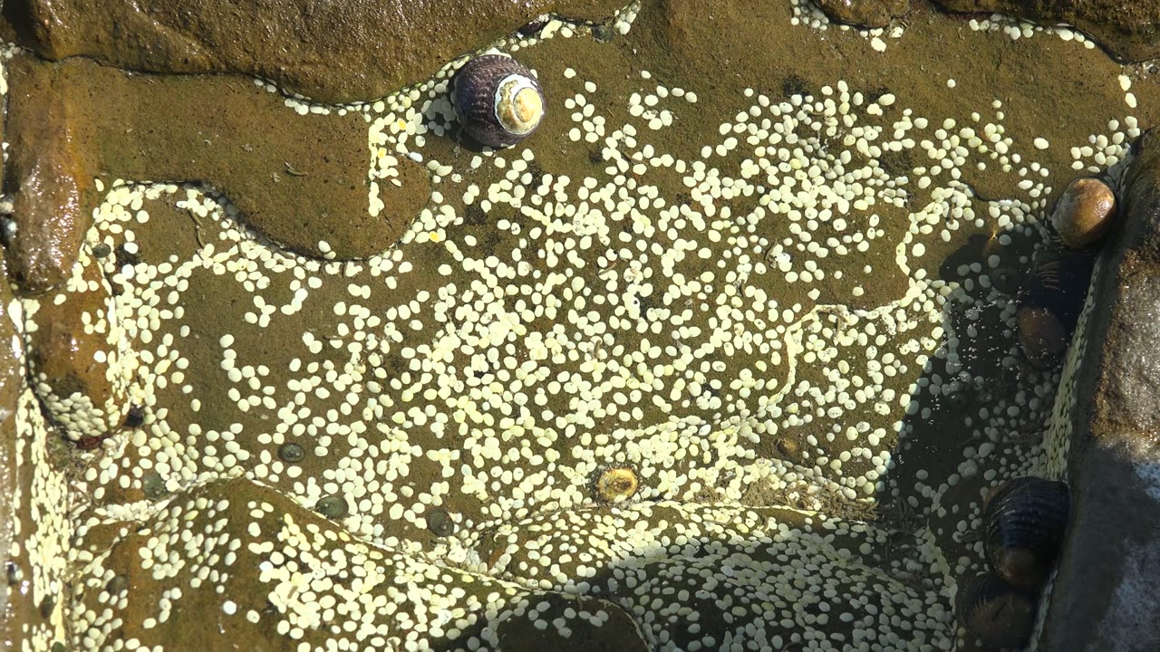 Barnacle-covered wet rock with snails near the upper edge