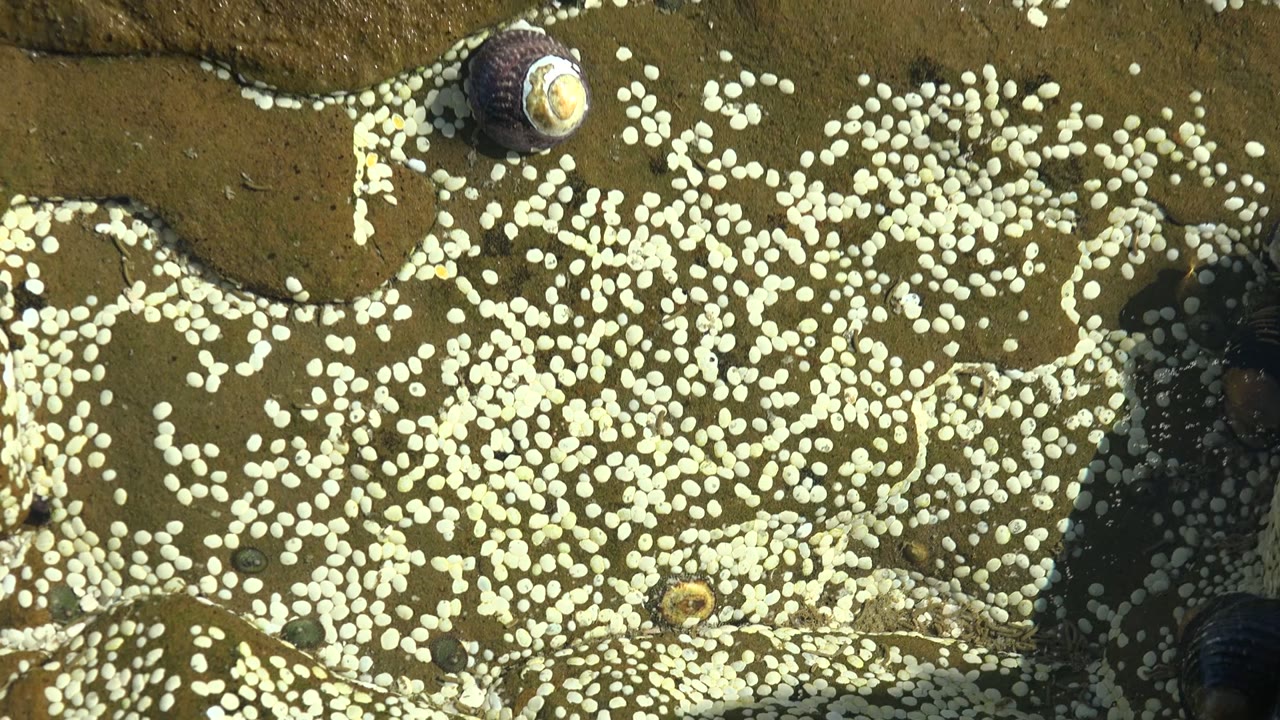 Barnacles form dense white clusters on a wet rock surface in La Bocana, with a dark snail near the upper edge and no visible people.