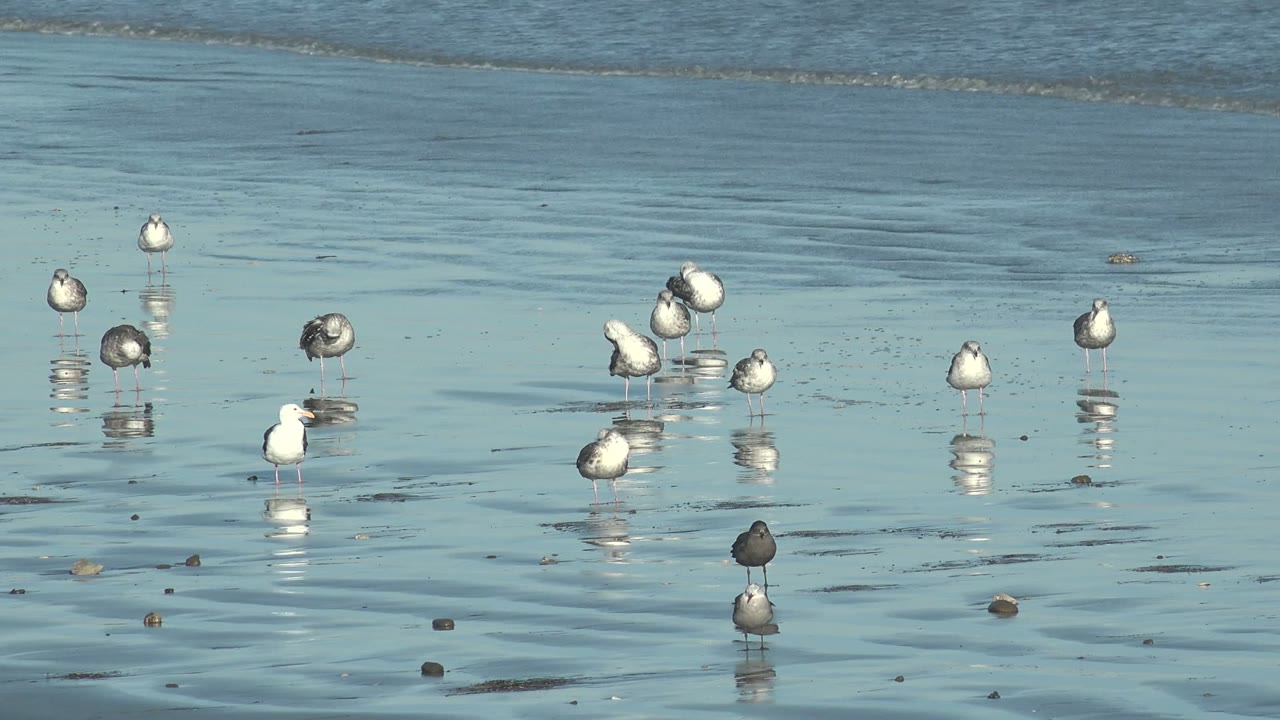 Several white and gray seagulls stand spaced across shallow water on wet sand in La Bocana, Baja California Sur, with no visible people.