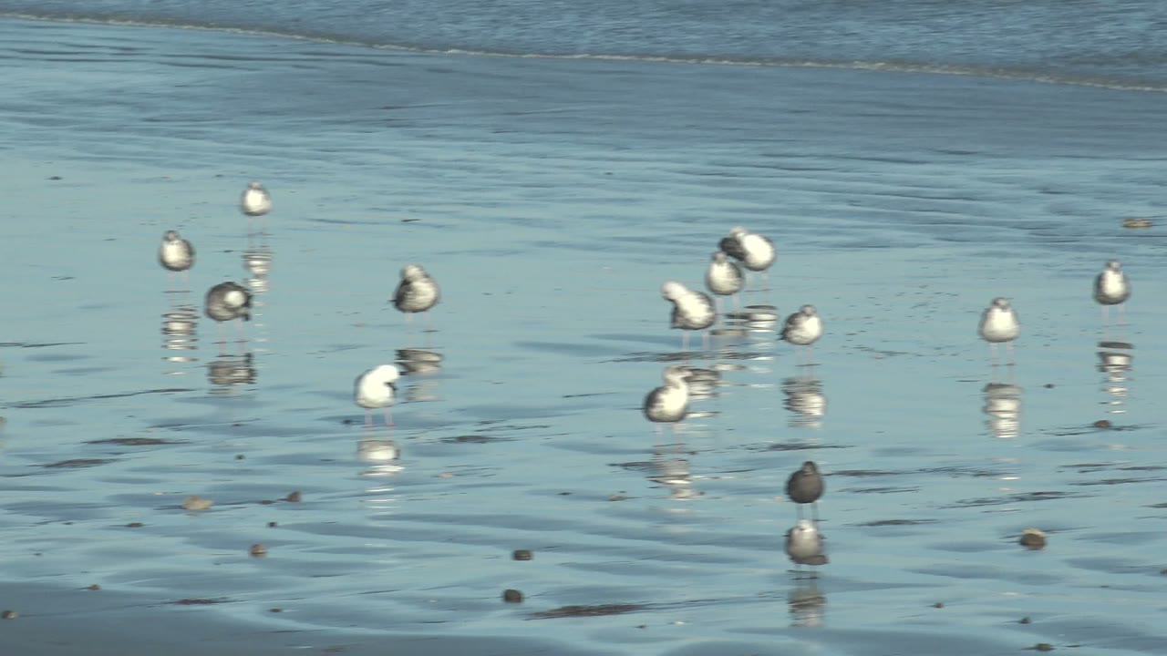 Seagulls scattered across wet sand and shallow water.
