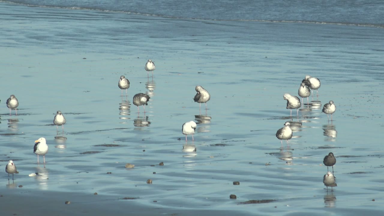 Seagulls stand in calm blue shallows at La Bocana while faint surf bands run along the upper edge of the frame, with no visible people.