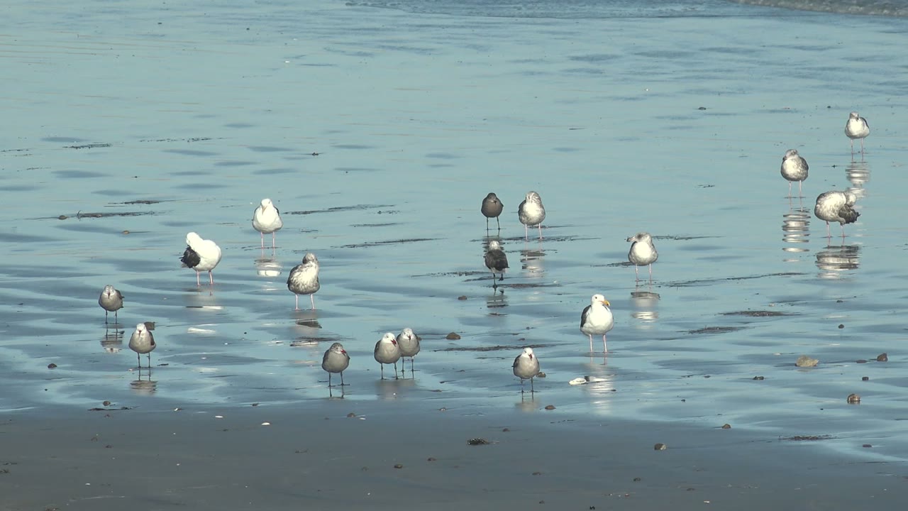 Seagulls stand spread across shallow blue water and wet sand at La Bocana, Baja California Sur, with small reflections and no visible people.