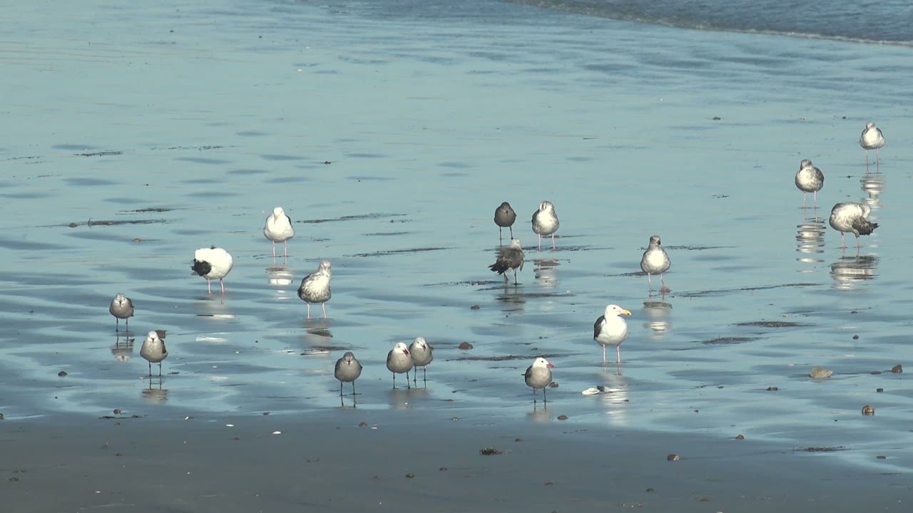 Seagulls wading on rippled wet sand