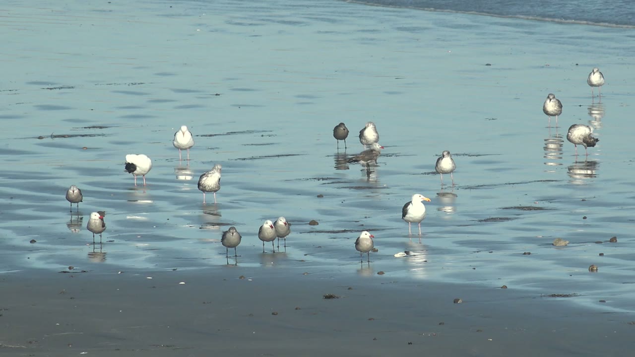 Scattered seagulls stand in reflective shallow coastal water at La Bocana, Baja California Sur, with gray and white birds separated across the frame and no visible people.