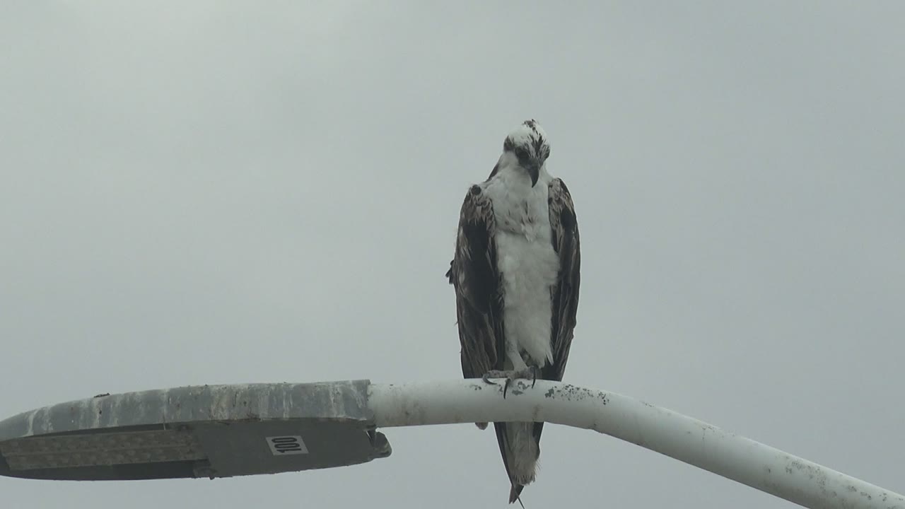 At 0:00, an osprey perches upright on a white streetlight arm in Punta Abreojos, Baja California Sur, Mexico, with the lamp head extending left and no visible people.