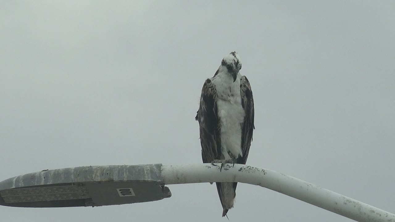 Osprey remains on the streetlight with its head angled upward.