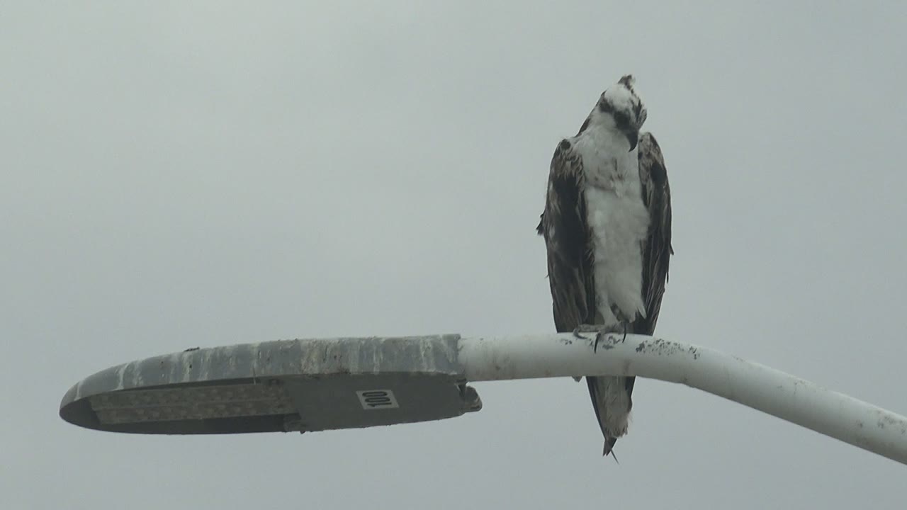 At 0:02, the osprey remains perched near the right end of the white streetlight arm in Punta Abreojos, with its body centered above the pole and no visible people.