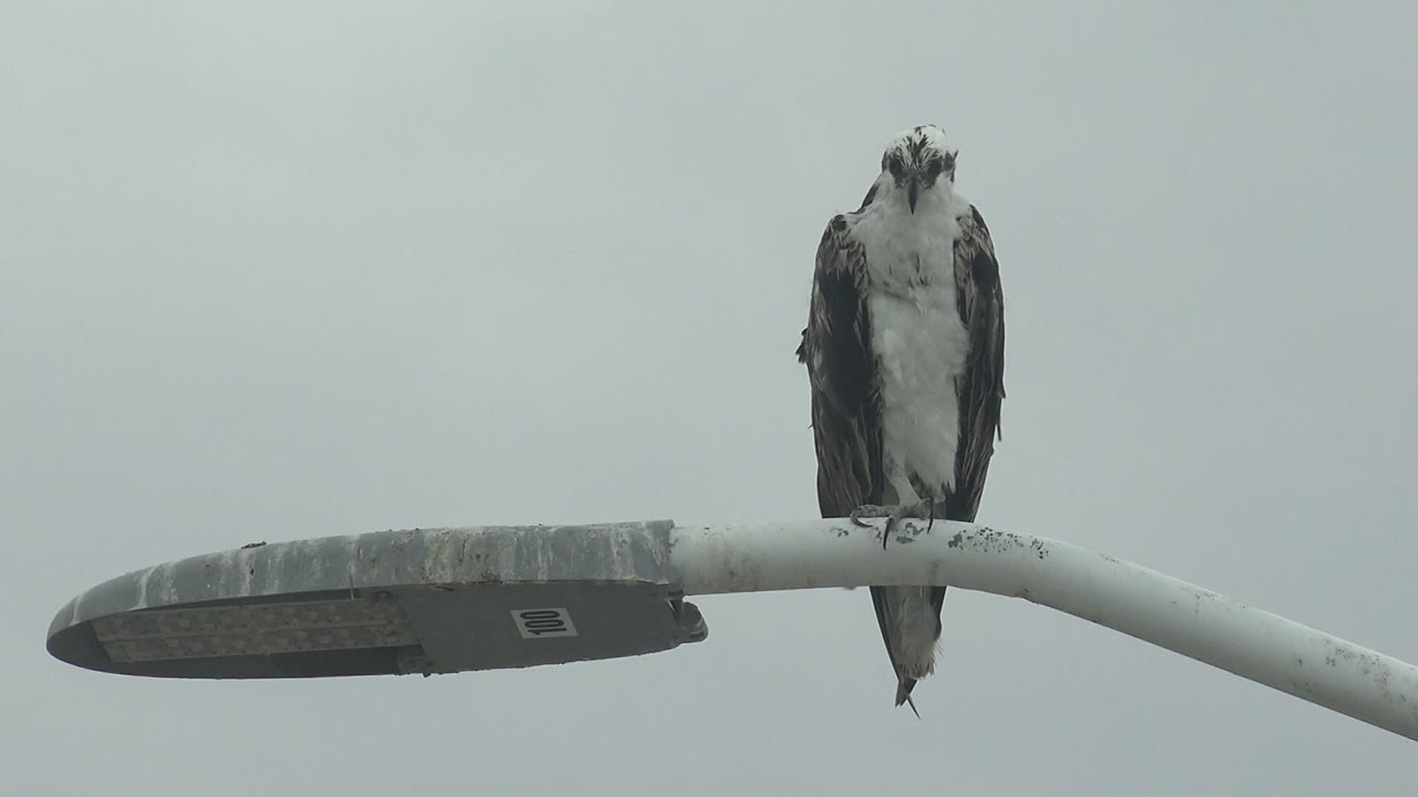 An osprey perches on a curved streetlight arm in Punta Abreojos, Baja California Sur, Mexico, facing mostly forward against an overcast gray sky with no visible people.