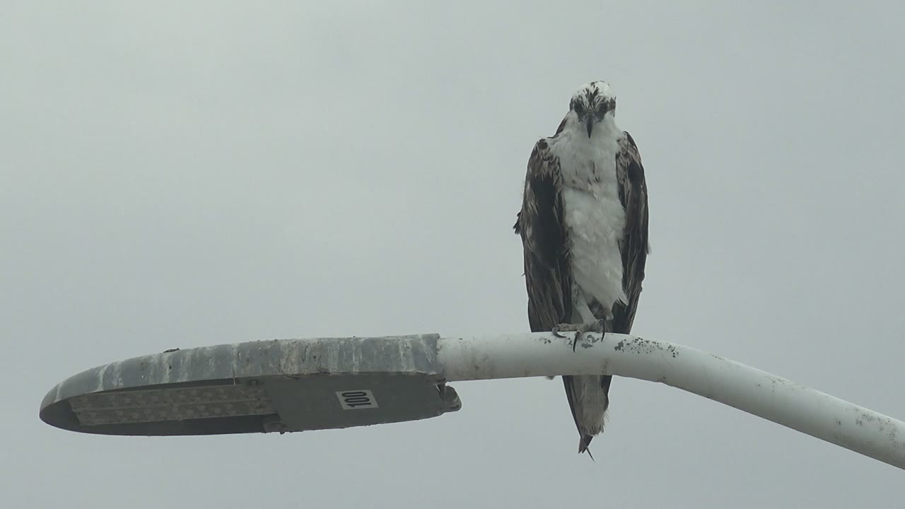 Osprey standing on a streetlight pole with its head tilted upward.