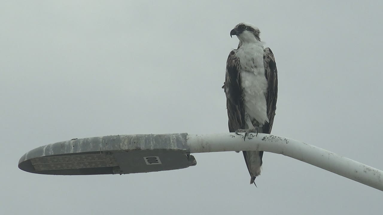 An osprey in Punta Abreojos, Baja California Sur, Mexico, looks to the side while perched beside the lamp head, with the frame otherwise filled by gray sky and no visible people.