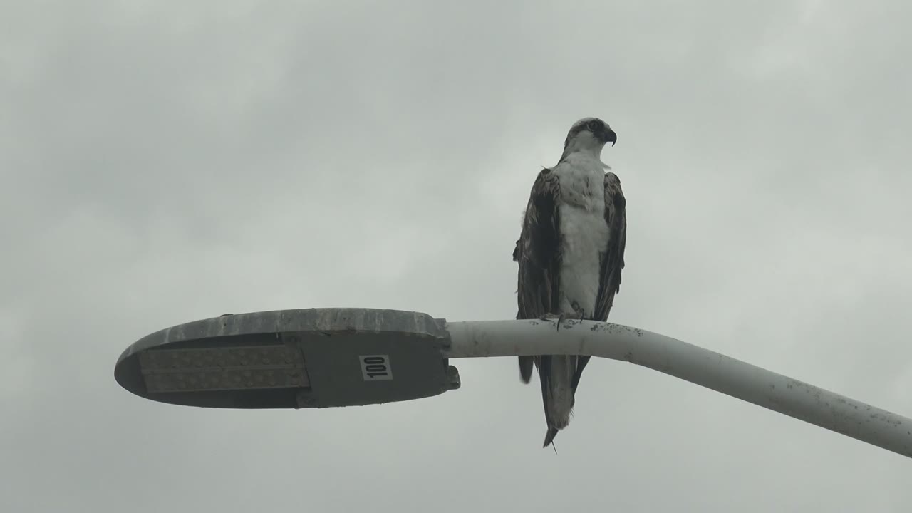 A hawk perches beside the lamp head of a curved streetlight in Punta Abreojos, Baja California Sur, Mexico, facing slightly left under a cloudy sky with no visible people.