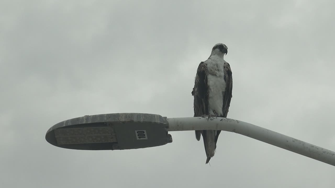 Hawk standing on the curved streetlight arm.