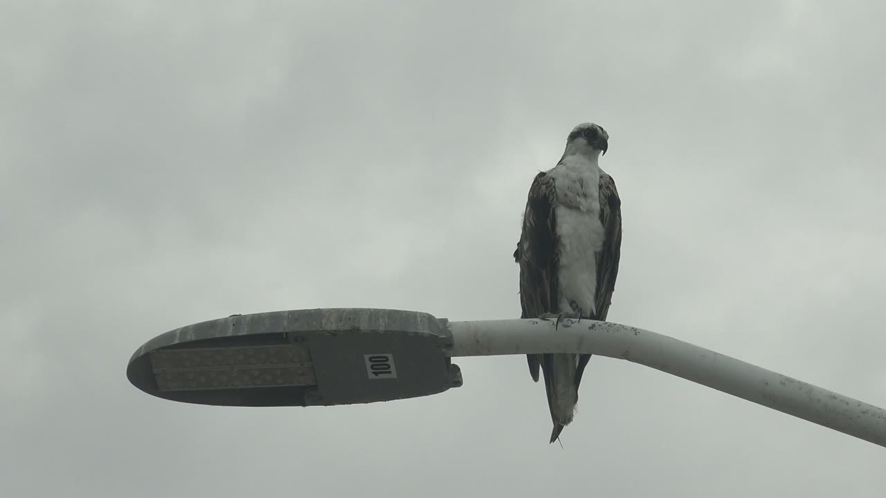 A hawk stands close to the end of the streetlight arm in Punta Abreojos, looking downward with the lamp head to its left and a blank cloudy sky behind it, no visible people.